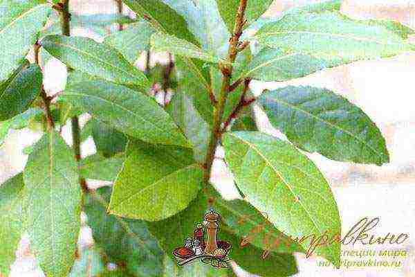 how to grow bay leaves at home at home