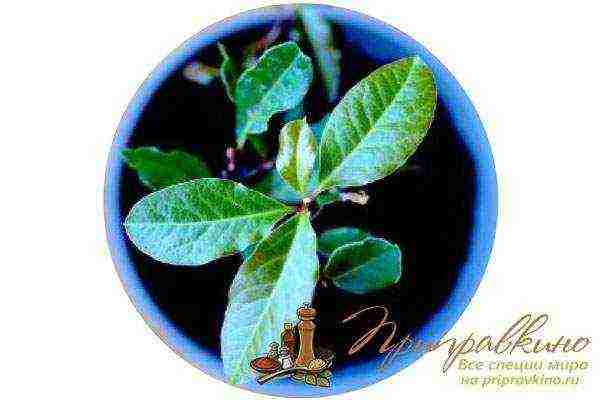 how to grow bay leaves at home at home