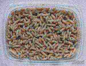 how to grow maggots at home at home
