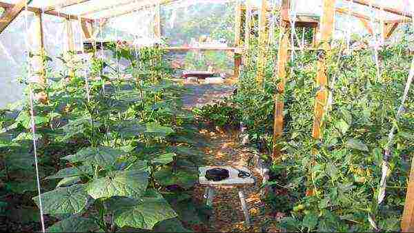 kung paano palaguin ang mga kamatis at pipino sa parehong greenhouse sa isang greenhouse