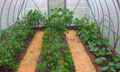 how to grow tomatoes and cucumbers in a greenhouse in the same greenhouse