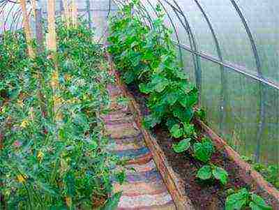 kung paano palaguin ang mga kamatis at pipino sa parehong greenhouse sa isang greenhouse