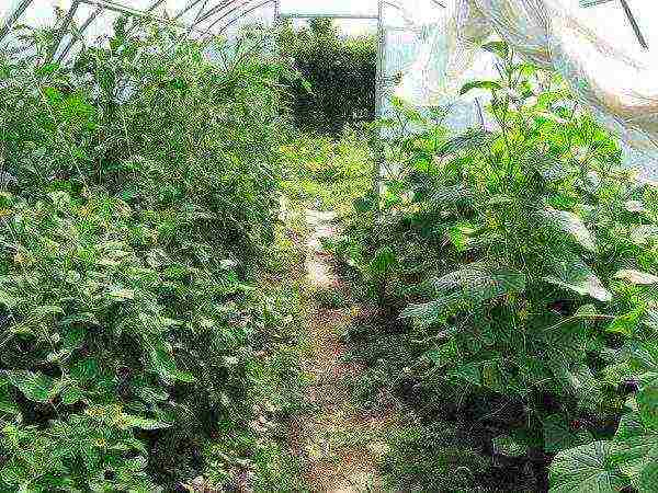 kung paano palaguin ang mga kamatis at pipino sa parehong greenhouse sa isang greenhouse