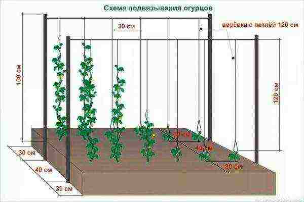 how to grow tomatoes and cucumbers in the same greenhouse in a greenhouse