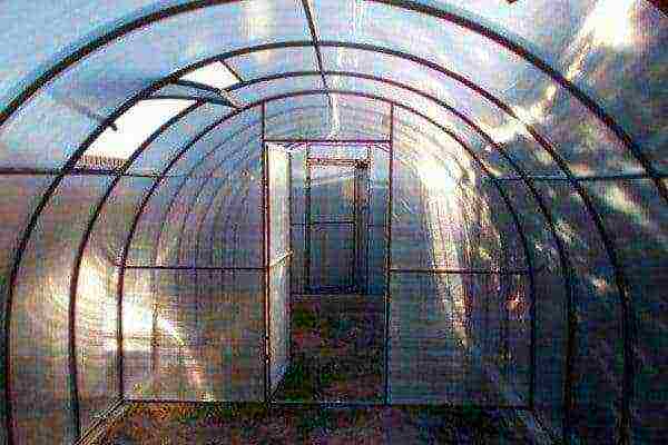 how to grow tomatoes and cucumbers in a greenhouse in the same greenhouse