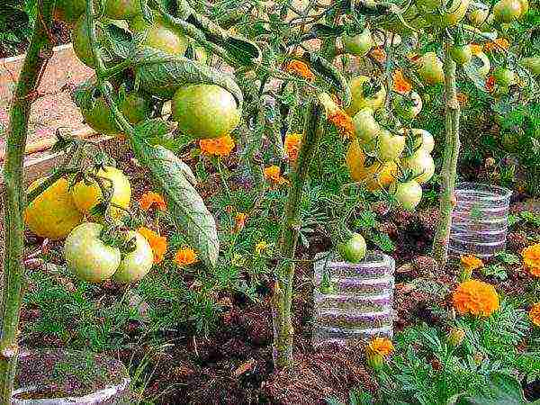 how to grow tomatoes and cucumbers in the same greenhouse in a greenhouse