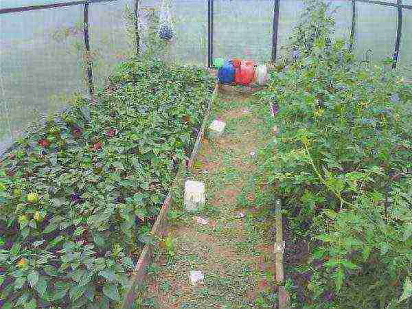 kung paano palaguin ang mga kamatis at pipino sa parehong greenhouse sa isang greenhouse