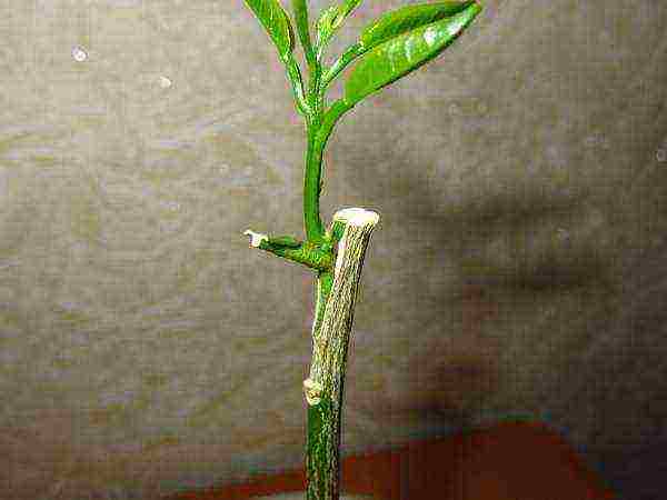 Lemon grafting - by budding or splitting - is necessary for early fruiting
