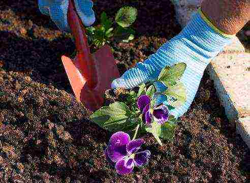 how to grow pansies from seeds at home