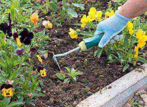 how to grow pansies from seeds at home
