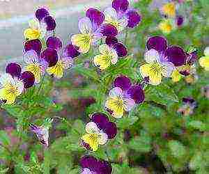 how to grow pansies from seeds at home