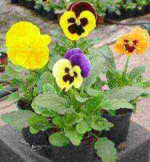 how to grow pansies from seeds at home