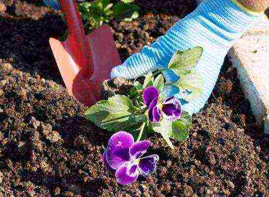 how to grow pansies from seeds at home