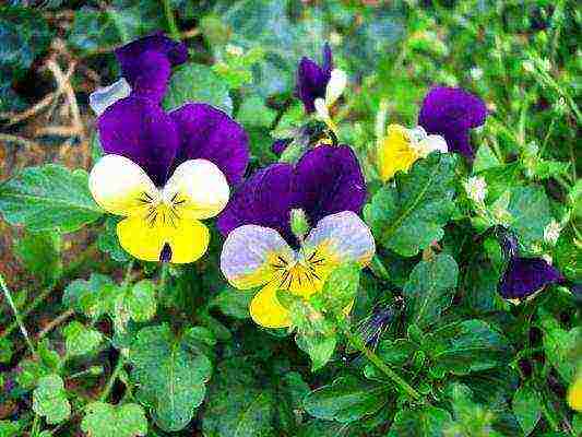 how to grow pansies from seeds at home