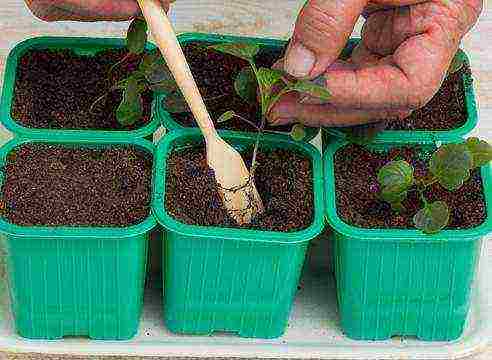 how to grow pansies from seeds at home