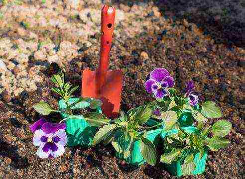 how to grow pansies from seeds at home