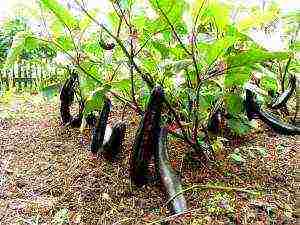 how to grow eggplant outdoors in Siberia tips