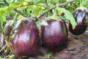 how to grow eggplant outdoors in Siberia tips