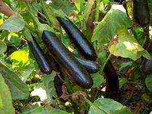 how to grow eggplant outdoors in Siberia tips