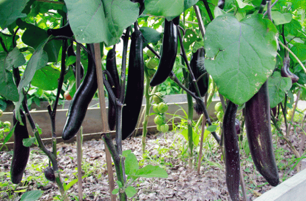 how to grow eggplant outdoors in Siberia tips