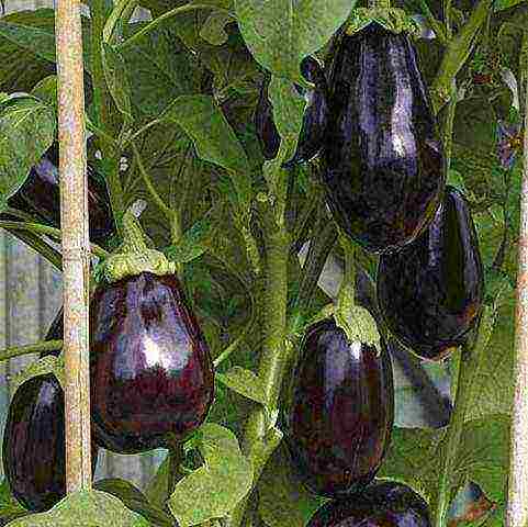 how to grow eggplant outdoors in Siberia tips