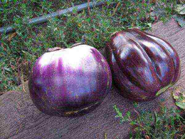 how to grow eggplant outdoors in Siberia tips