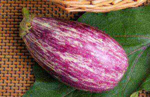 how to grow eggplant outdoors in Siberia tips