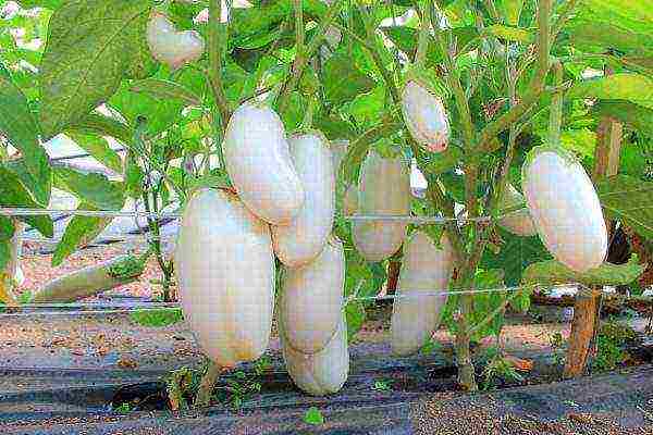 how to grow eggplant outdoors in Siberia tips