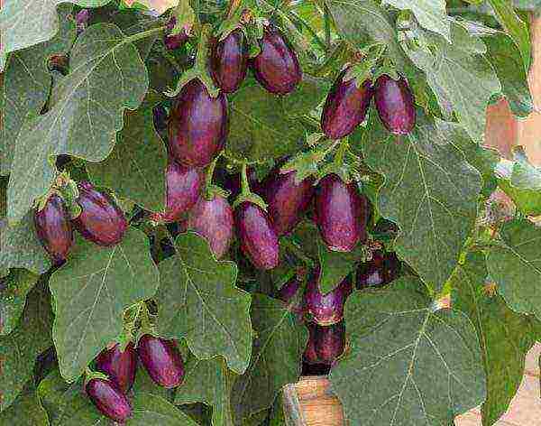 how to grow eggplant outdoors in Siberia tips