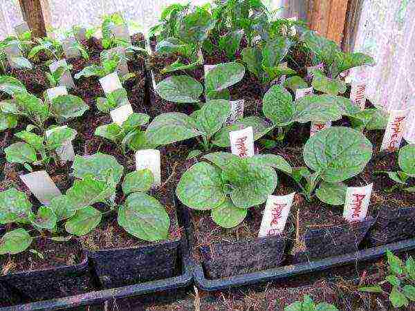 how to grow eggplant outdoors in Siberia tips