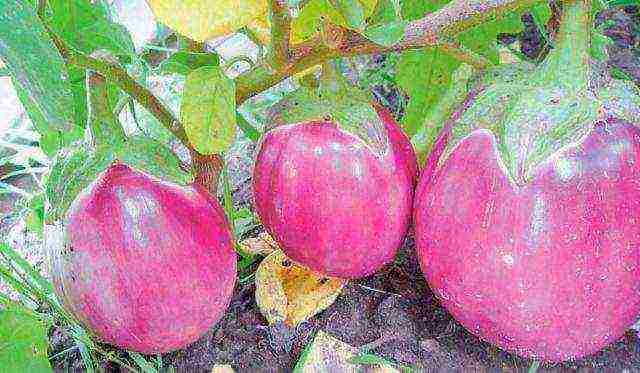 how to grow eggplant outdoors in Siberia tips