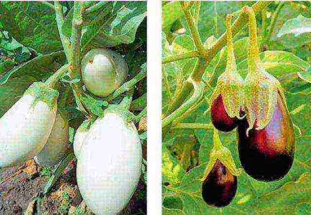 how to grow eggplant outdoors in Siberia tips