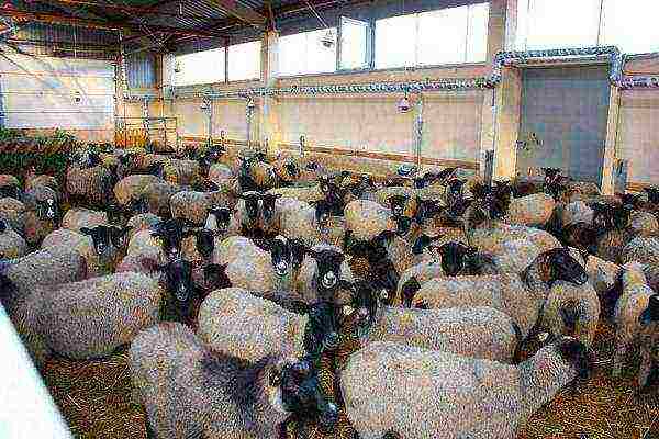 how to raise sheep at home is it profitable how much is needed