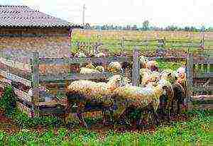 how to raise sheep at home is it profitable how much is needed