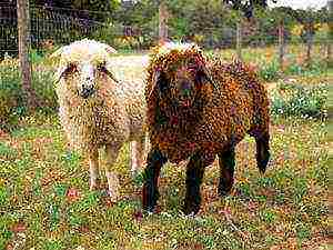how to raise sheep at home is it profitable how much is needed
