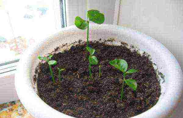 kako uzgajati agrume iz sjemena kod kuće