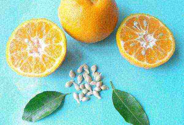 how to grow citrus fruits from the seed at home