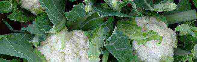 how to grow cauliflower from seeds at home