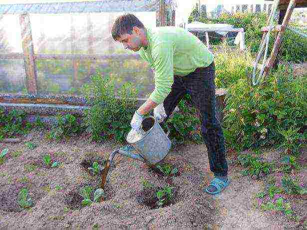 how to grow cauliflower from seeds at home