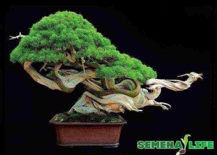 kako uzgajati bonsai stabla iz sjemena kod kuće