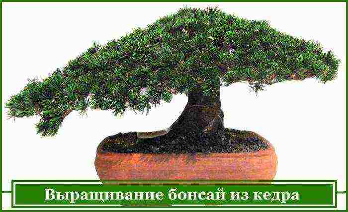 how to grow bonsai trees from seeds at home