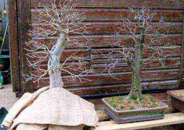 how to grow bonsai trees from seeds at home