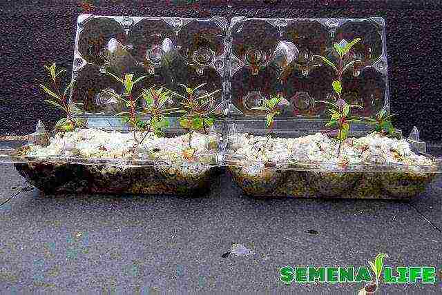 how to grow bonsai trees from seeds at home