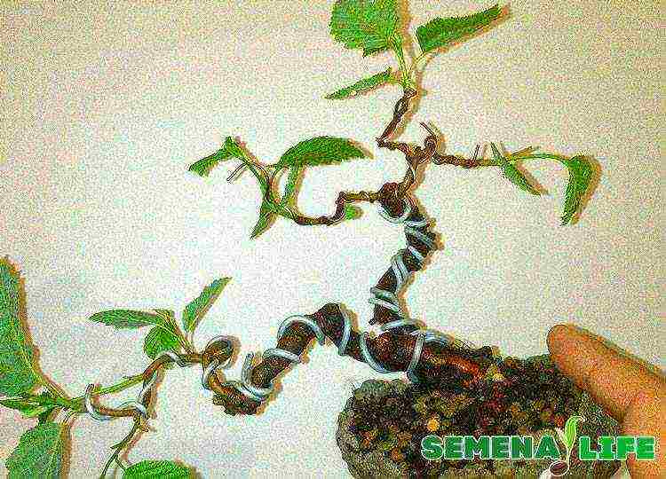 kako uzgajati bonsai stabla iz sjemena kod kuće