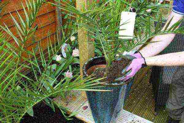 how to grow a date palm from a stone at home
