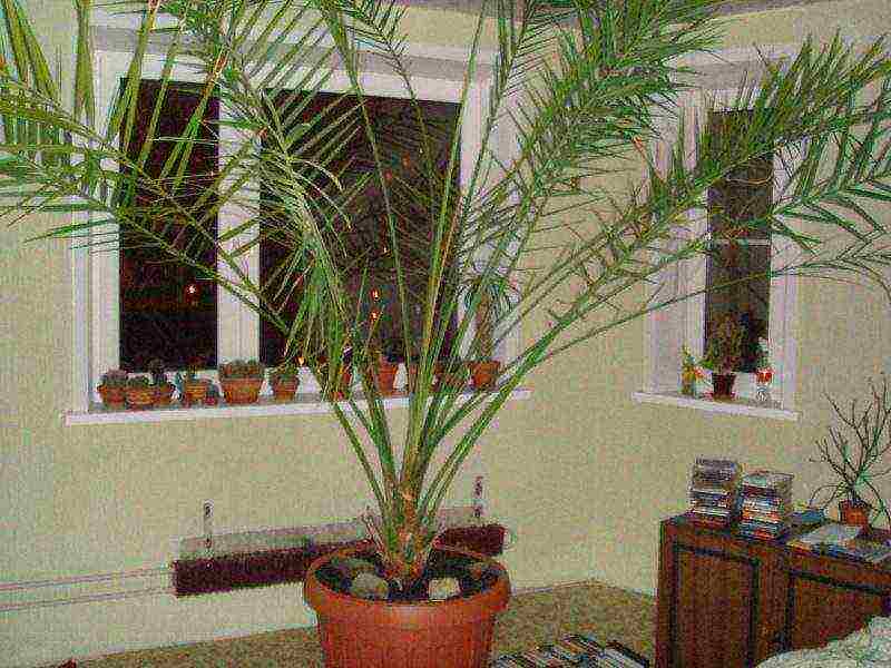 how to grow a date palm from a stone at home