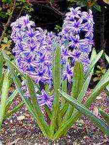 how to grow hyacinths at home outdoors