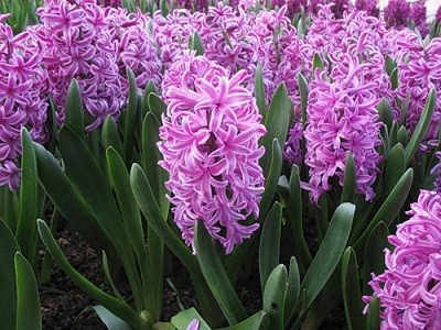 how to grow hyacinths at home outdoors