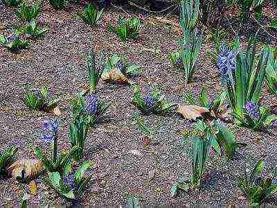 how to grow hyacinths at home outdoors