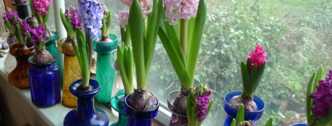 kung paano palaguin ang mga hyacinth sa bahay sa labas